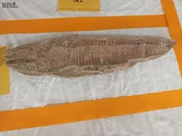 Lot 161 - fossiel - afbeelding 4 van  4
