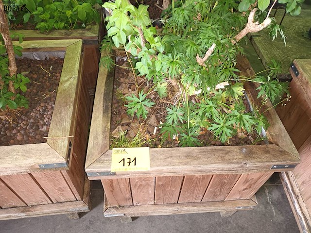 Lot 171 - houten plantenbakken met planten. 5 stuks - afbeelding 1 van  4