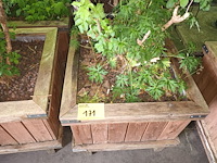 Lot 171 - houten plantenbakken met planten. 5 stuks - afbeelding 1 van  4