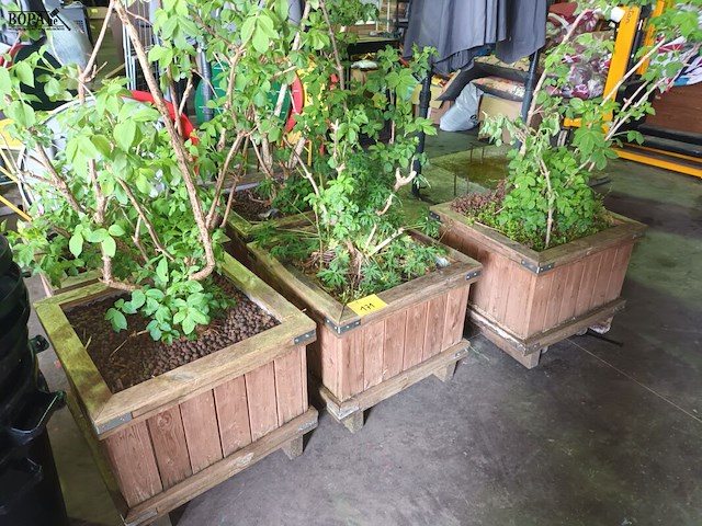 Lot 171 - houten plantenbakken met planten. 5 stuks - afbeelding 2 van  4