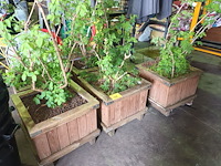 Lot 171 - houten plantenbakken met planten. 5 stuks - afbeelding 2 van  4