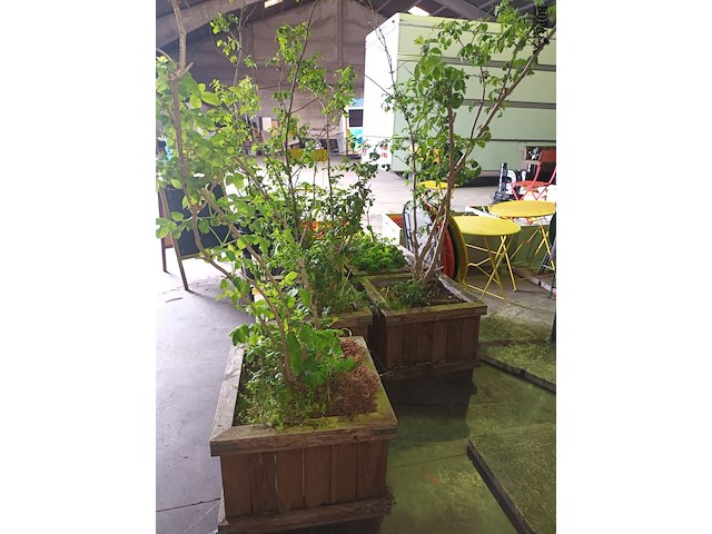 Lot 171 - houten plantenbakken met planten. 5 stuks - afbeelding 3 van  4