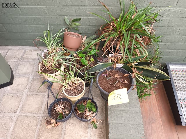 Lot 172 - kamerplantjes in pot. 17 stuks - afbeelding 1 van  5