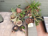 Lot 172 - kamerplantjes in pot. 17 stuks - afbeelding 1 van  5