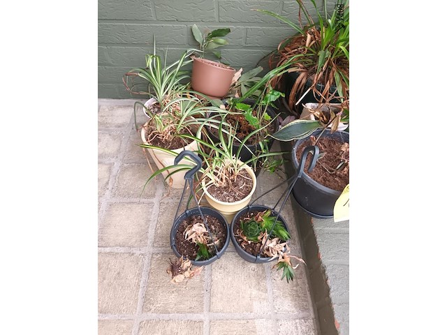 Lot 172 - kamerplantjes in pot. 17 stuks - afbeelding 2 van  5