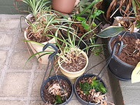 Lot 172 - kamerplantjes in pot. 17 stuks - afbeelding 2 van  5