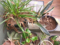 Lot 172 - kamerplantjes in pot. 17 stuks - afbeelding 3 van  5