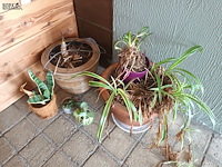 Lot 172 - kamerplantjes in pot. 17 stuks - afbeelding 4 van  5