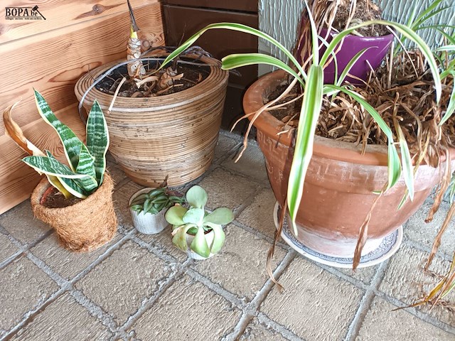 Lot 172 - kamerplantjes in pot. 17 stuks - afbeelding 5 van  5