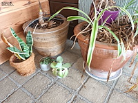 Lot 172 - kamerplantjes in pot. 17 stuks - afbeelding 5 van  5