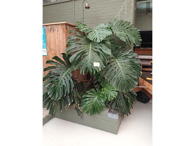 Lot 179 - grote kamerplant in volle grond - afbeelding 1 van  4