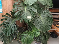 Lot 179 - grote kamerplant in volle grond - afbeelding 1 van  4