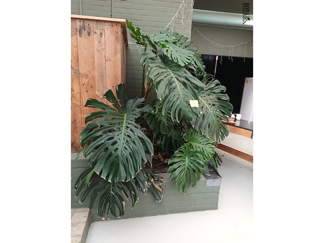 Lot 179 - grote kamerplant in volle grond - afbeelding 2 van  4
