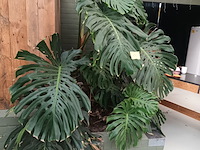 Lot 179 - grote kamerplant in volle grond - afbeelding 2 van  4