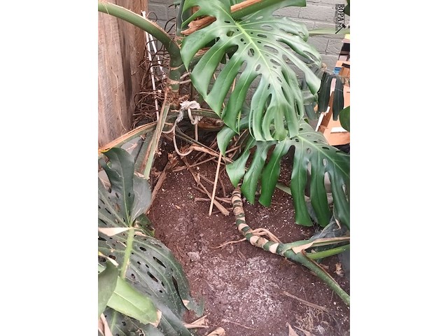 Lot 179 - grote kamerplant in volle grond - afbeelding 3 van  4