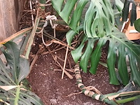 Lot 179 - grote kamerplant in volle grond - afbeelding 3 van  4