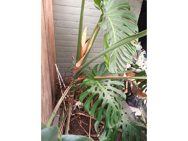 Lot 179 - grote kamerplant in volle grond - afbeelding 4 van  4
