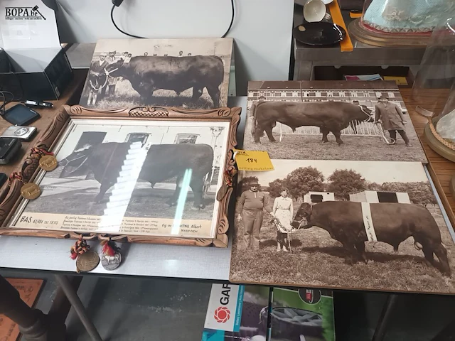 Lot 184 - kaders en medailles veeteelt - afbeelding 1 van  7