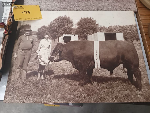 Lot 184 - kaders en medailles veeteelt - afbeelding 2 van  7