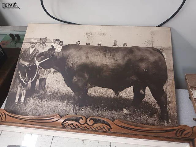 Lot 184 - kaders en medailles veeteelt - afbeelding 4 van  7