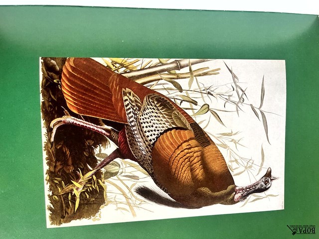 Lot 184 - nature diary - les oiseaux 2 boeken - afbeelding 7 van  8