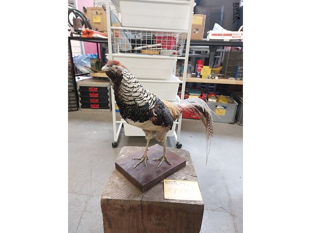 Lot 184 - opgezette fazant - afbeelding 1 van  3