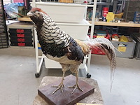 Lot 184 - opgezette fazant - afbeelding 1 van  3