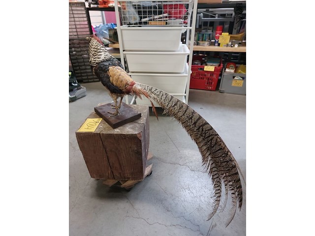 Lot 184 - opgezette fazant - afbeelding 3 van  3