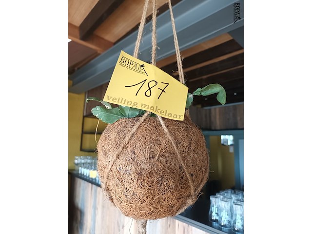 Lot 187 - hangpotten kokosnoot. 6 stuks - afbeelding 1 van  3