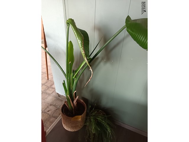 Lot 199 - kamerplant in pot. 2 stuks - afbeelding 1 van  2