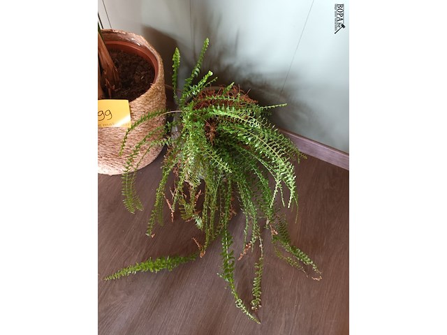 Lot 199 - kamerplant in pot. 2 stuks - afbeelding 2 van  2