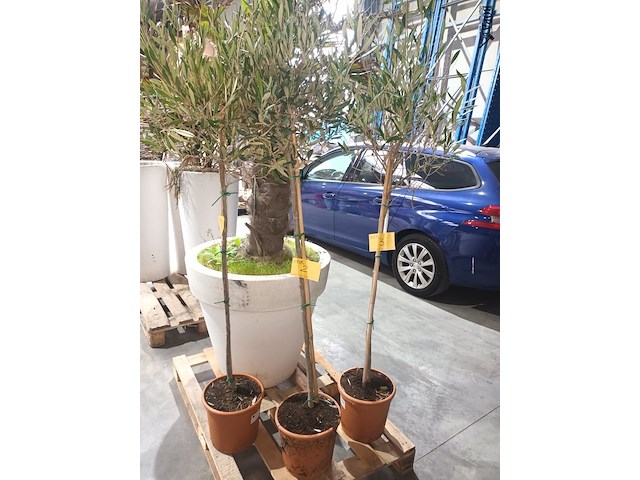 Lot 2 - olijfboom in pot - afbeelding 1 van  3