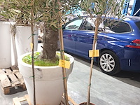Lot 2 - olijfboom in pot