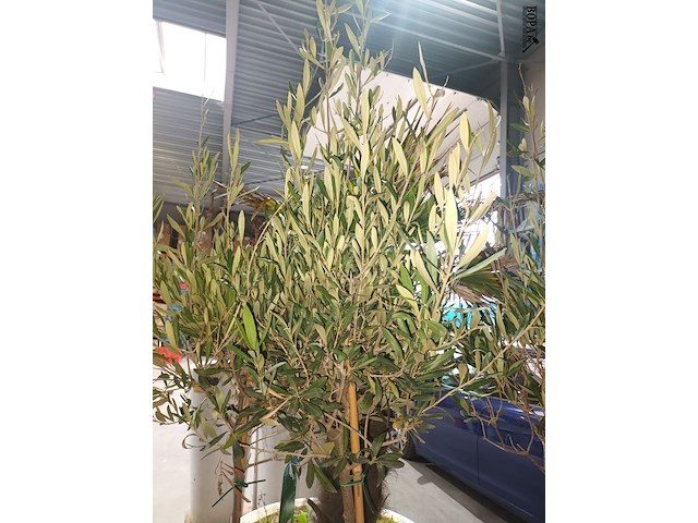 Lot 2 - olijfboom in pot - afbeelding 2 van  3