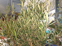 Lot 2 - olijfboom in pot - afbeelding 2 van  3