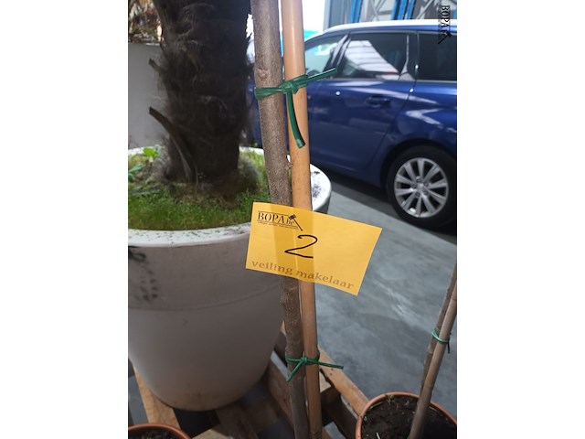 Lot 2 - olijfboom in pot - afbeelding 3 van  3