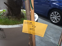 Lot 2 - olijfboom in pot - afbeelding 3 van  3