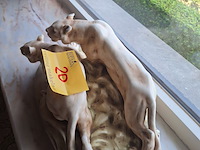 Lot 20 - beeld leeuwinnen - afbeelding 3 van  4