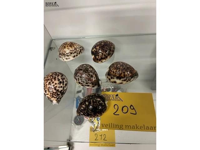 Lot 209 - tijgerschelpen - 6 stuks - afbeelding 1 van  2