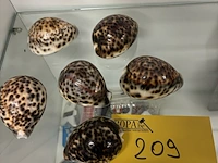 Lot 209 - tijgerschelpen - 6 stuks