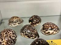 Lot 209 - tijgerschelpen - 6 stuks - afbeelding 2 van  2