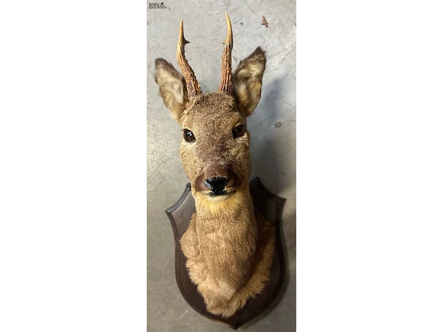 Lot 21 - taxidermie reebok - afbeelding 1 van  3