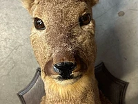 Lot 21 - taxidermie reebok