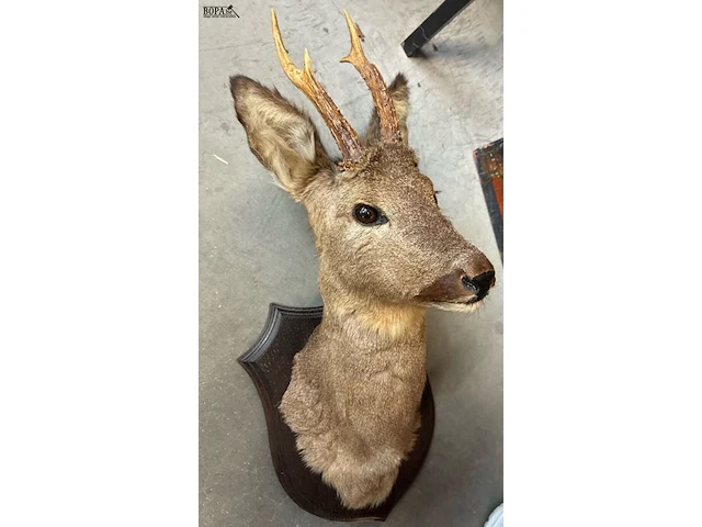 Lot 21 - taxidermie reebok - afbeelding 2 van  3