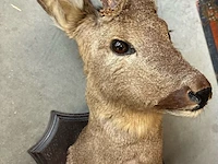 Lot 21 - taxidermie reebok - afbeelding 2 van  3