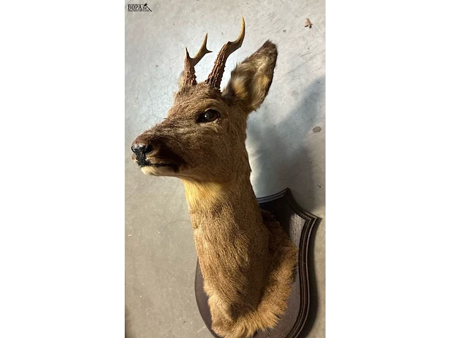 Lot 21 - taxidermie reebok - afbeelding 3 van  3