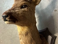 Lot 21 - taxidermie reebok - afbeelding 3 van  3