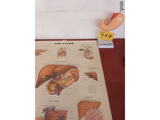 Lot 217 - didactisch materiaal - afbeelding 1 van  6