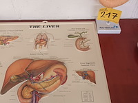 Lot 217 - didactisch materiaal - afbeelding 1 van  6
