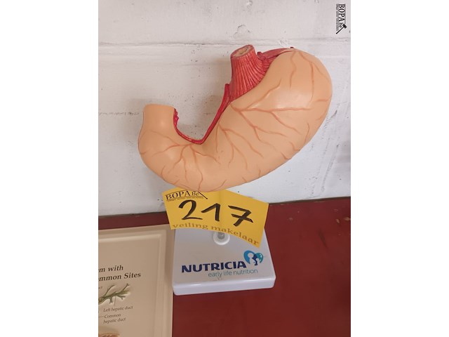 Lot 217 - didactisch materiaal - afbeelding 4 van  6